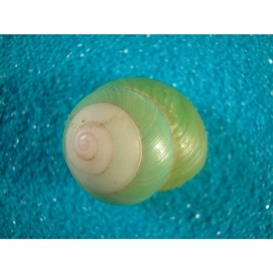 インドネシアミドリマイマイ : 貝殻ストア - 通販 - Yahoo!ショッピング