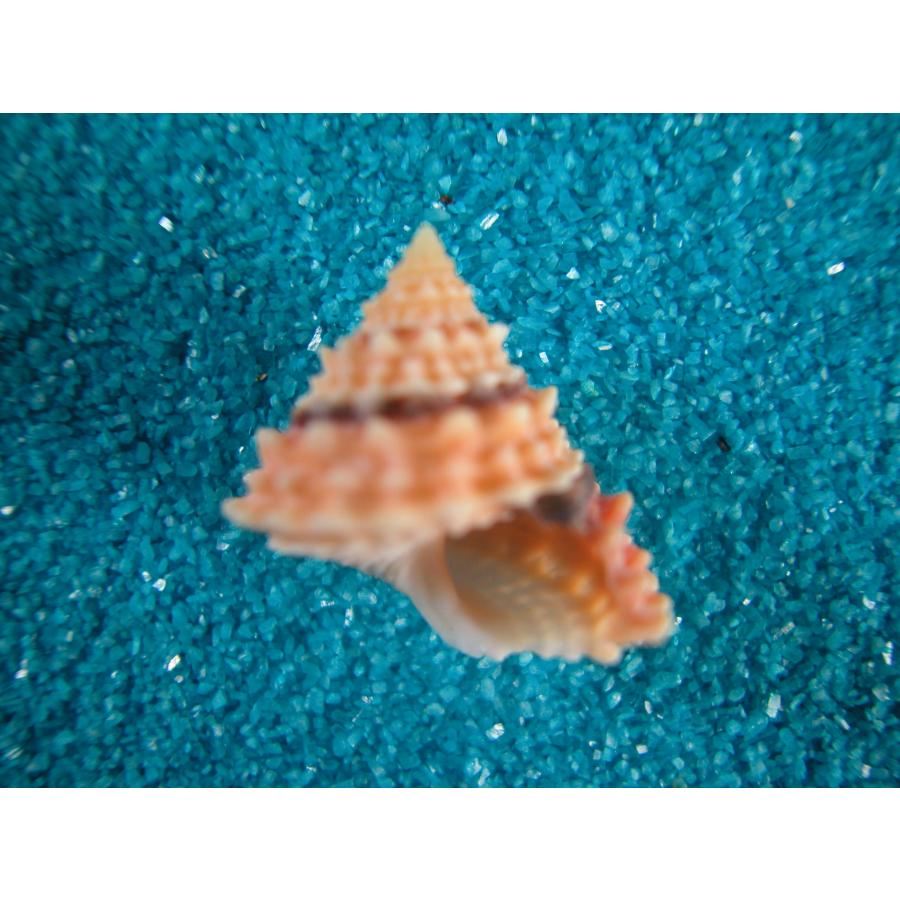 イガタマキビガイ(タマキビガイ科) : 貝殻ストア - 通販 - Yahoo