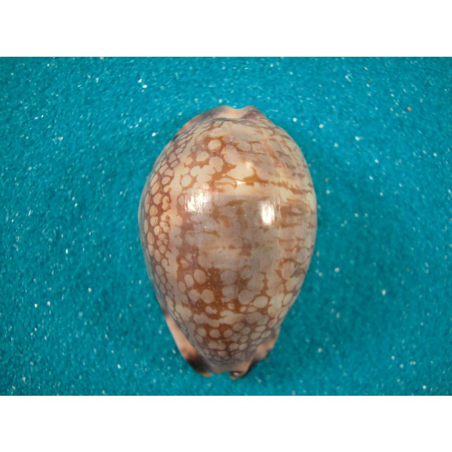 タカラ貝 ニセヤクシマダカラ : 貝殻ストア - 通販 - Yahoo!ショッピング