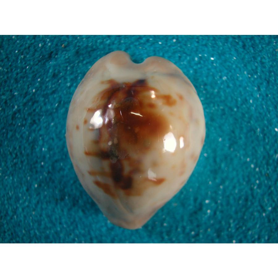 貝殻6個セット　万宝貝、クモ貝、ホシダカラ、ウラシマ、ミヤニシ貝 貝殻6個セット 万宝貝、クモ貝、ホシダカラ、ウラシマ、ミヤニシ