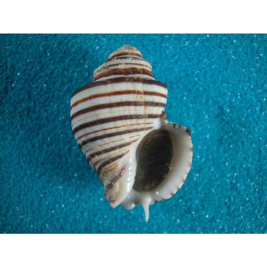 打ち出の小槌　貝殻 バイガイ-小-【約2～3cm】[メール便可-200g] En: Babalonia Areolata