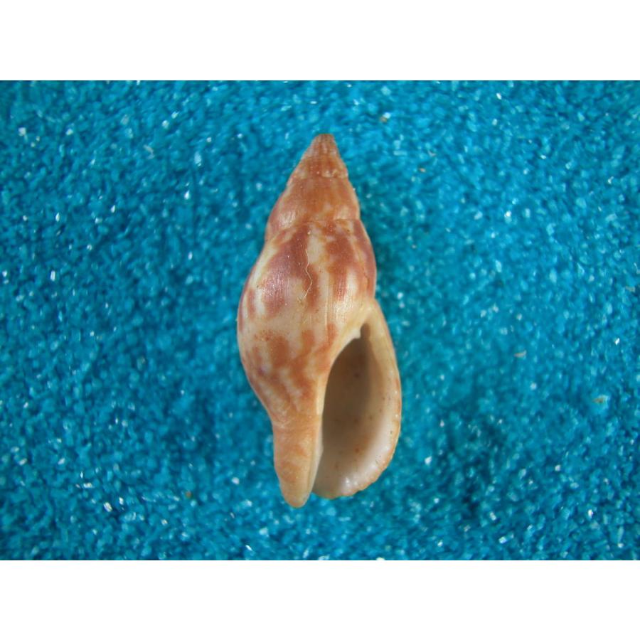 青と白の貝殻モビール 2ケセット MOMOSE 商品一覧 | 三木楽器公式通販