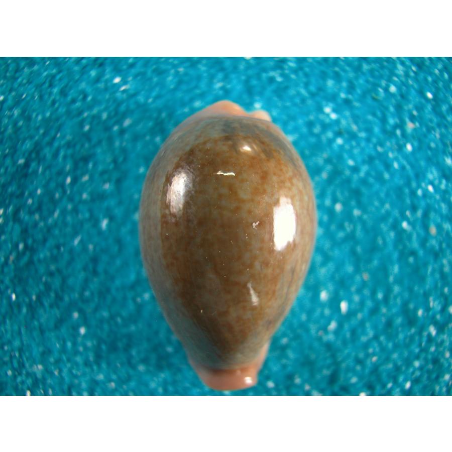 キグチナツメダカラ : 貝殻ストア - 通販 - Yahoo!ショッピング