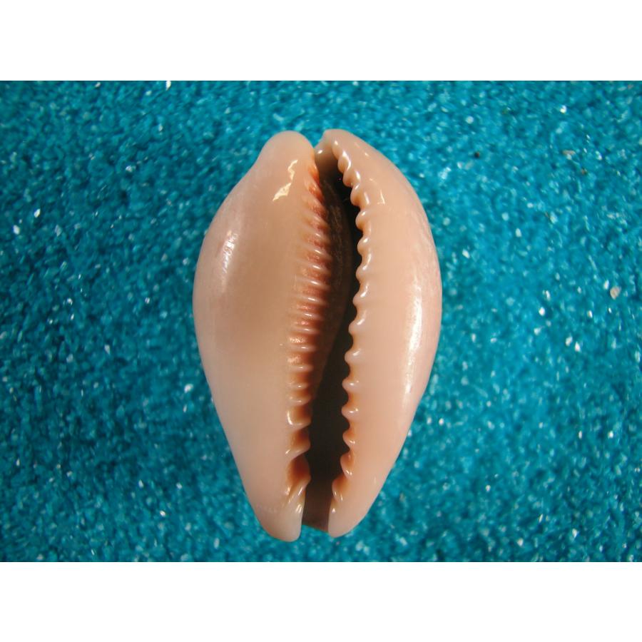 (超希少)アツクチナルトボラ　ソマリア共和国産　貝殻 超希少)アツクチナルトボラ ソマリア共和国産 貝殻 超希少)アツクチ