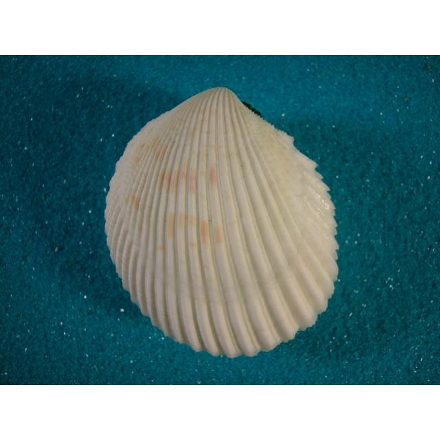 フジイロザルガイ : 貝殻ストア - 通販 - Yahoo!ショッピング