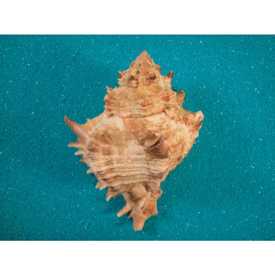 アフリカガンゼキボラ : 貝殻ストア - 通販 - Yahoo!ショッピング