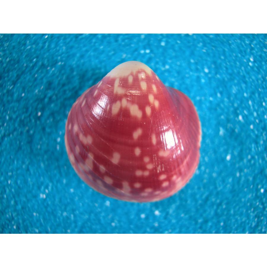 赤色貝殻型置物 約8cm x 7cm ニシノミサカエギンギョガイ : 貝殻ストア - 通販 - Yahoo!ショッピング