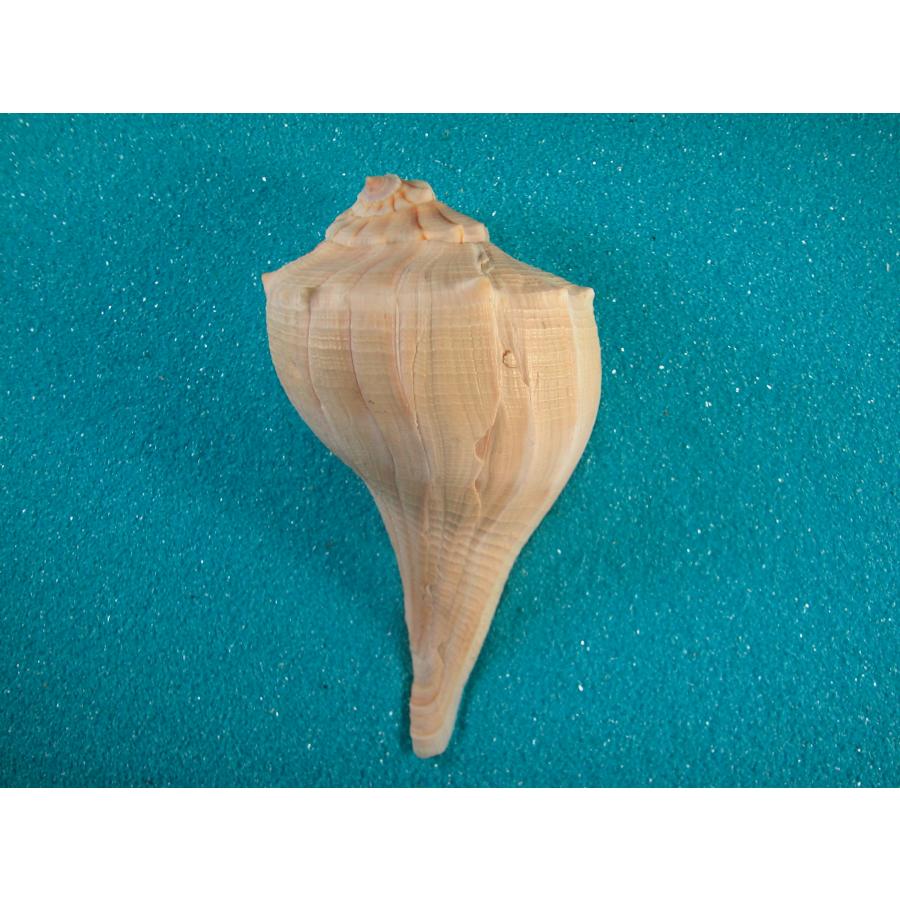 サカマキボラ : d45289 : 貝殻ストア - 通販 - Yahoo!ショッピング
