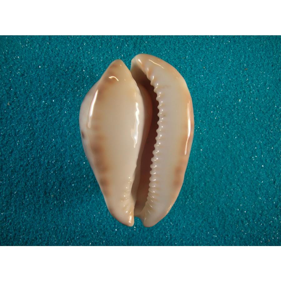 ピンクメンコイダカラ　貝殻　約71mm ryukogei_d46209