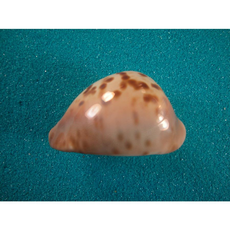 ピンクメンコイダカラ : 貝殻ストア - 通販 - Yahoo!ショッピング