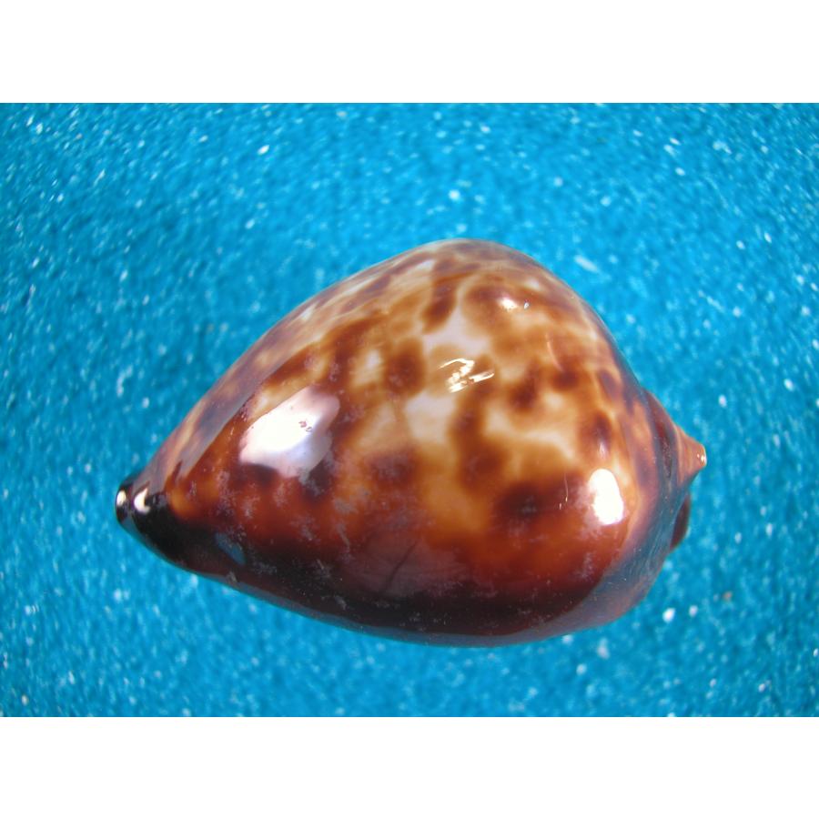 ベッコウダカラ 標本 貝殻 ベッコウダカラ 貝殻 標本