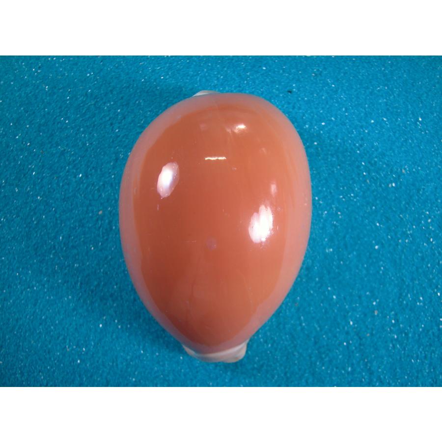 ナンヨウダカラ : 貝殻ストア - 通販 - Yahoo!ショッピング