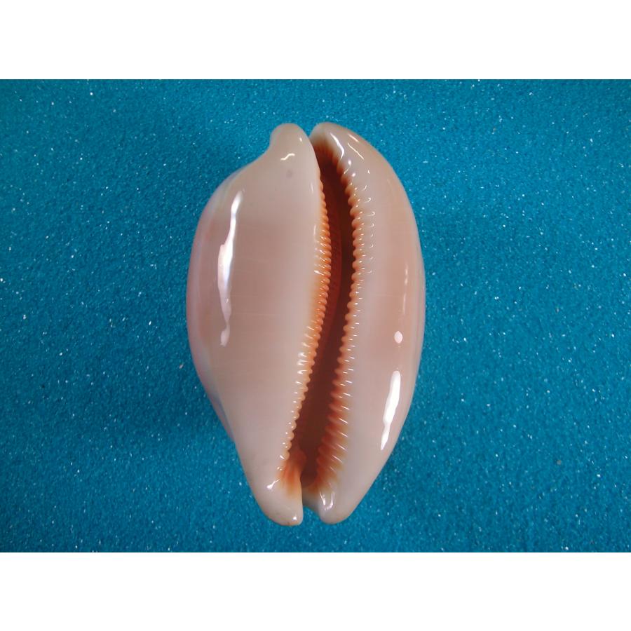 ナンヨウダカラ : 貝殻ストア - 通販 - Yahoo!ショッピング