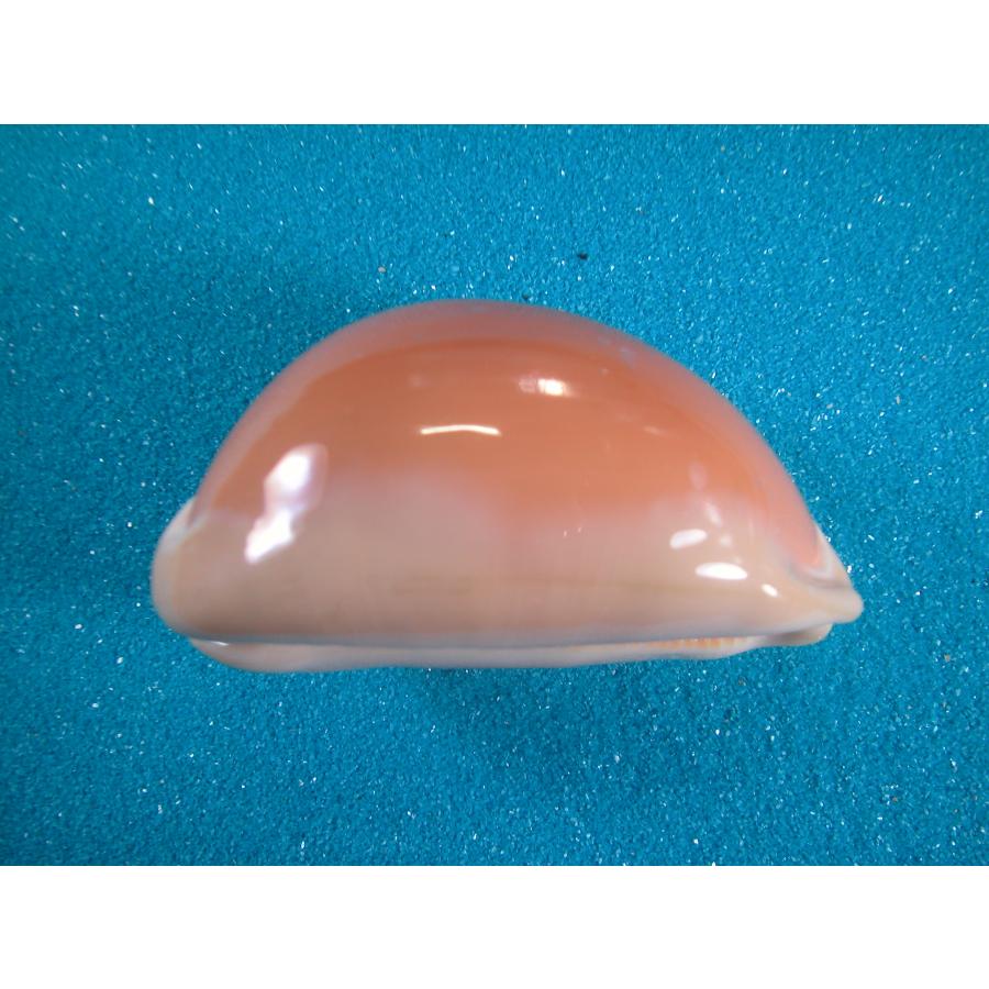 貝殻の標本 ナンヨウダカラ（タカラガイ科） ナンヨウダカラ : 貝殻