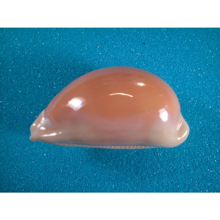 ナンヨウダカラ : 貝殻ストア - 通販 - Yahoo!ショッピング