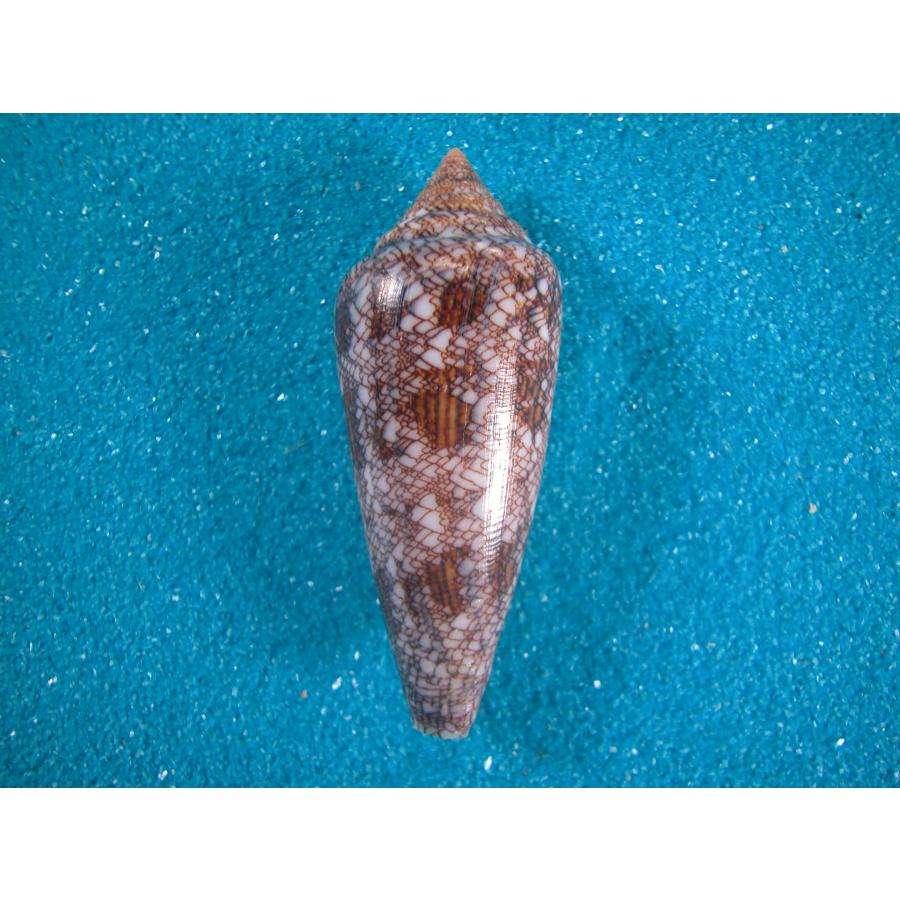 貝標本ウミノサカエイモ（海之栄芋（蓋付）濃色型） 1036