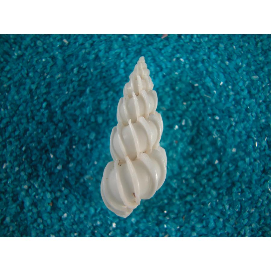 カタバリイトカケガイ : 貝殻ストア - 通販 - Yahoo!ショッピング