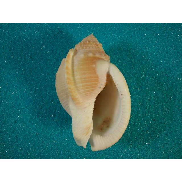 バルデビアウラシマガイ