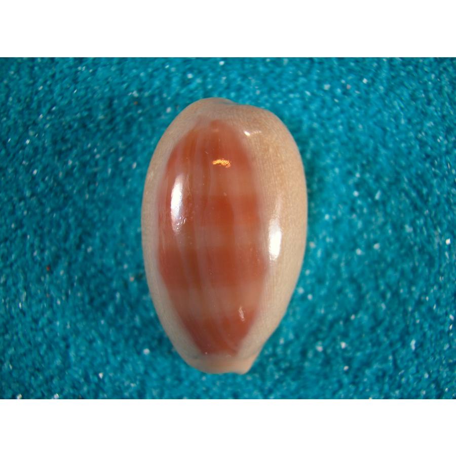 クチムラサキダカラ : 貝殻ストア - 通販 - Yahoo!ショッピング