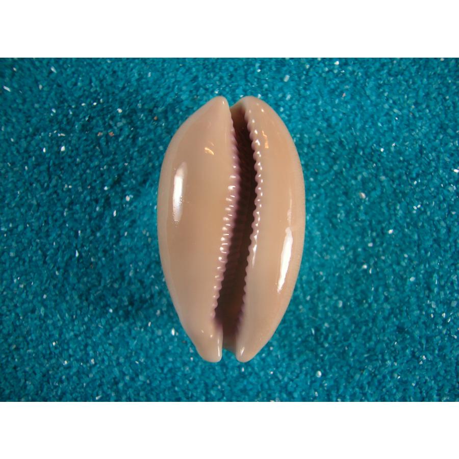 クチムラサキダカラ : 貝殻ストア - 通販 - Yahoo!ショッピング