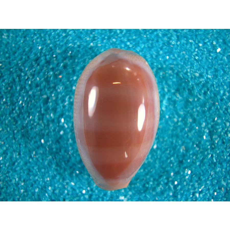 クチムラサキダカラ : 貝殻ストア - 通販 - Yahoo!ショッピング