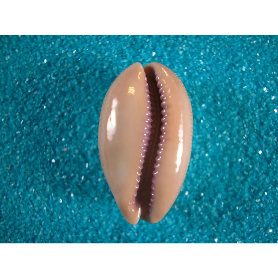 クチムラサキダカラ : 貝殻ストア - 通販 - Yahoo!ショッピング