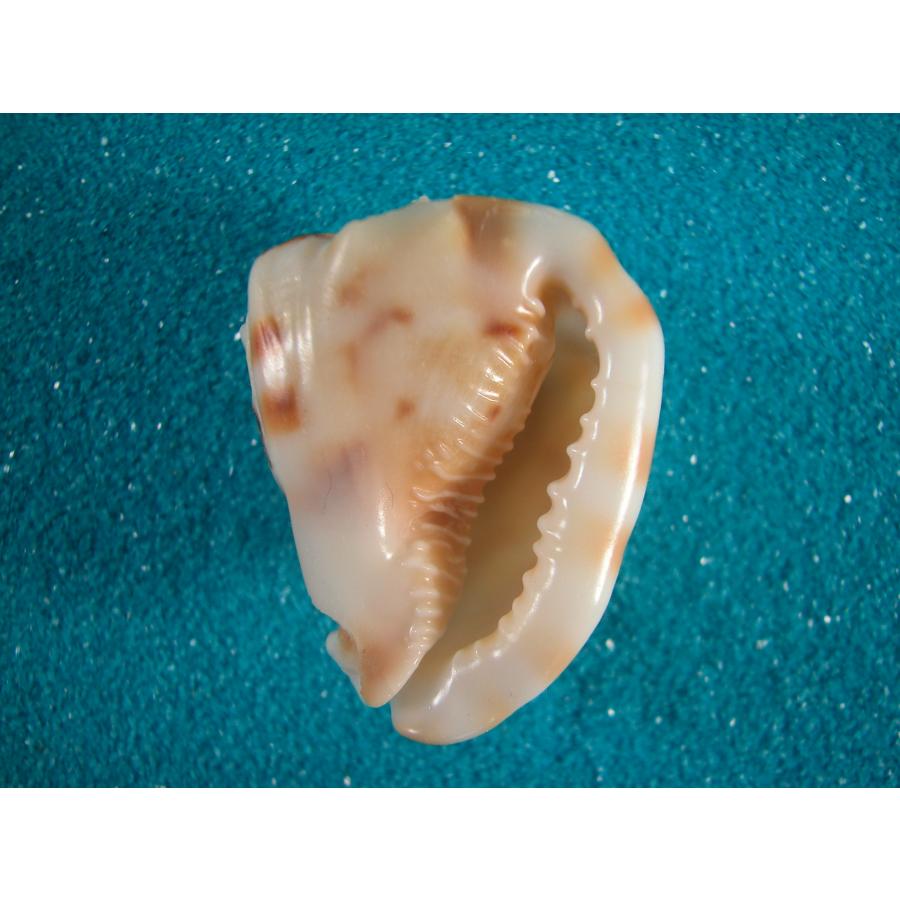 トウカムリ : 貝殻ストア - 通販 - Yahoo!ショッピング