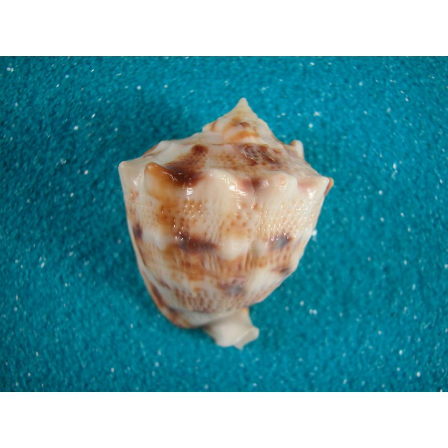 トウカムリガイ　貝殻 トウカムリ : 貝殻ストア - 通販 - Yahoo!ショッピング