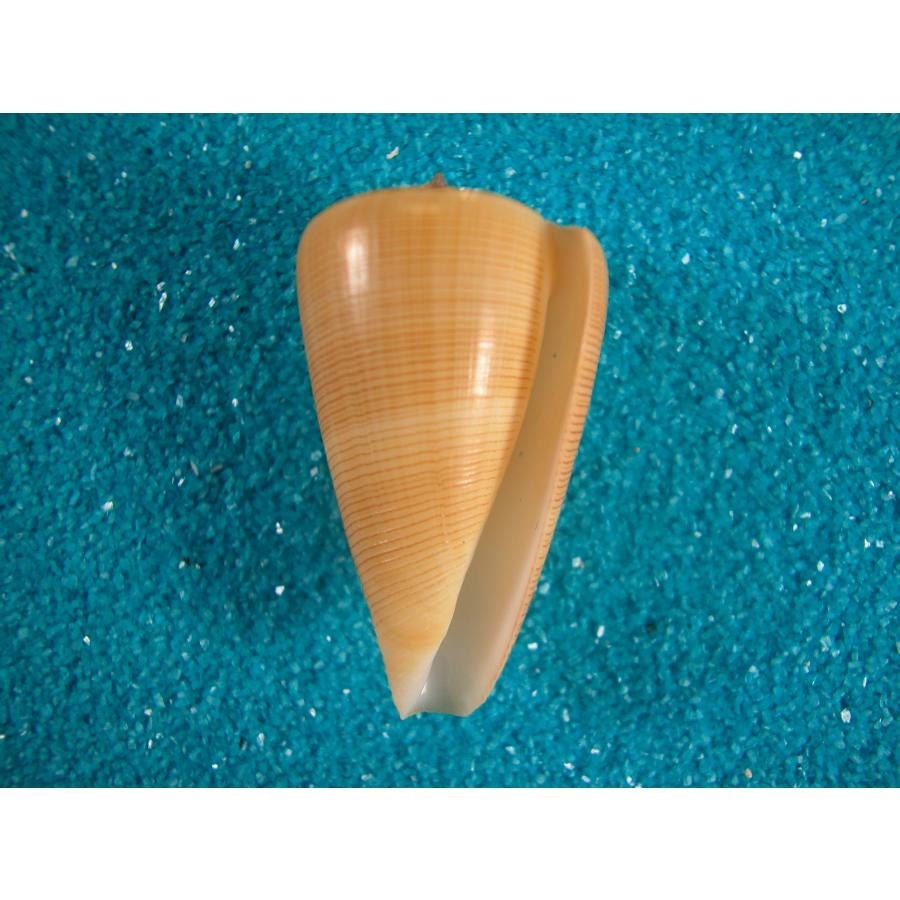 貝　標本　カブトソデガイ　超大型２１㎝ 貝 標本 カブトソデガイ 超大型21㎝ 貝 標本 カブトソデガイ 超大型