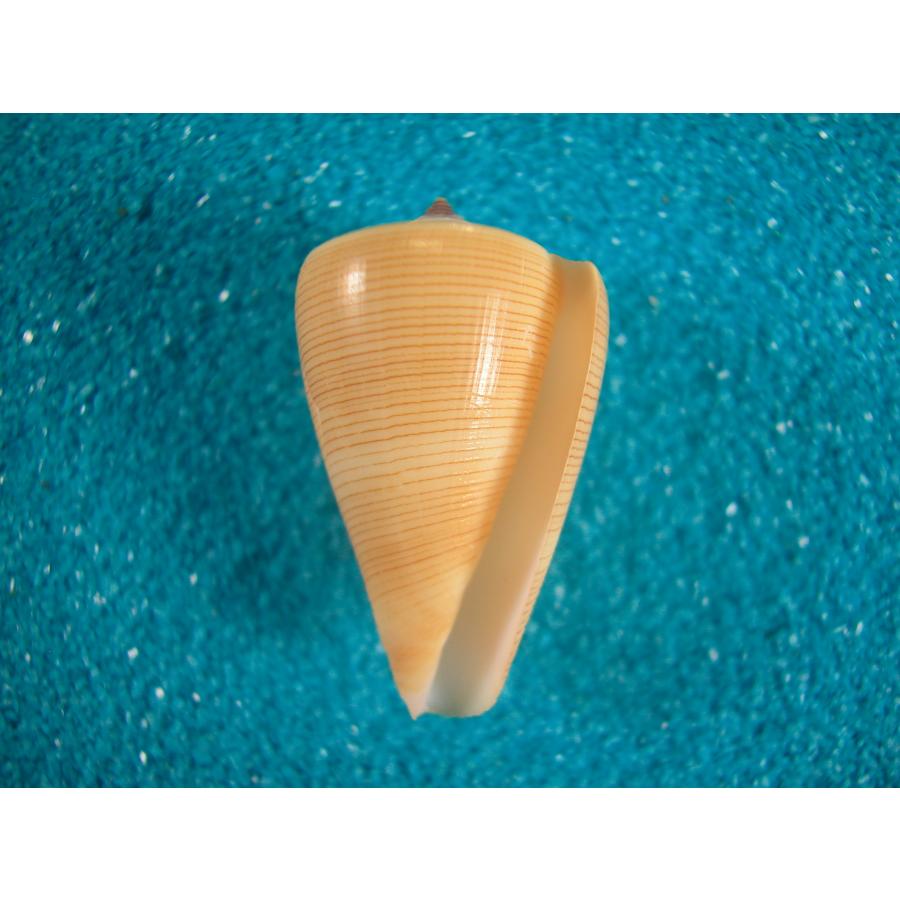 ロウソクガイ : 貝殻ストア - 通販 - Yahoo!ショッピング