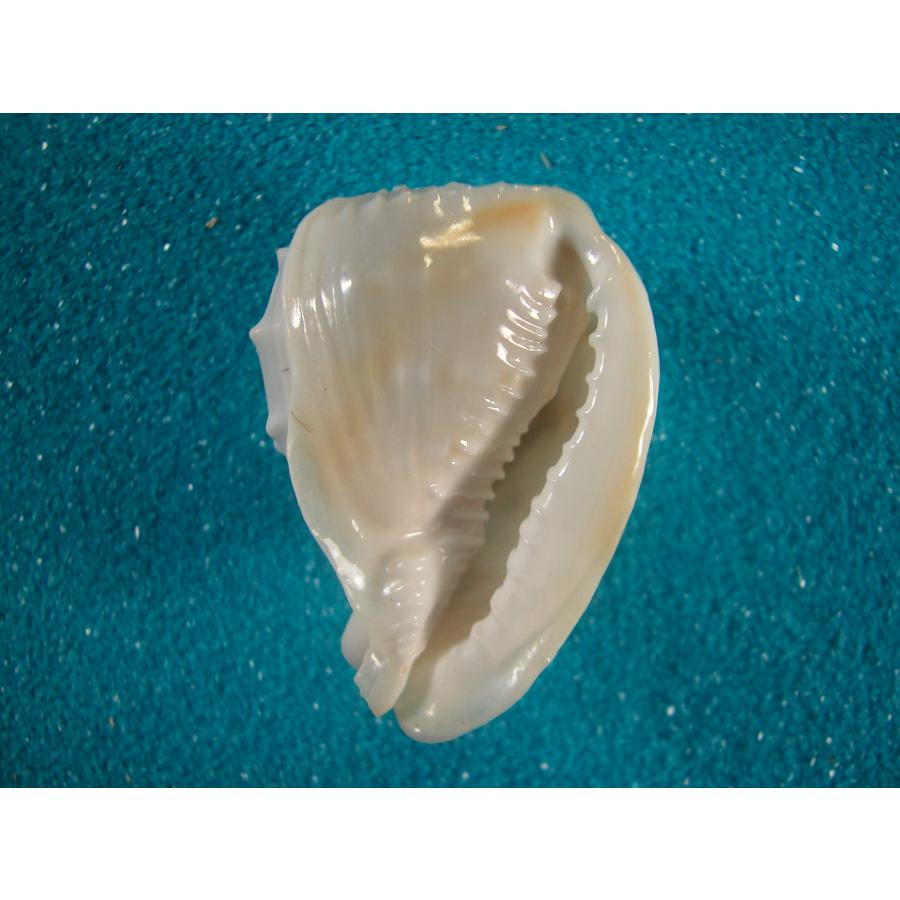 チビカムリガイ : 貝殻ストア - 通販 - Yahoo!ショッピング