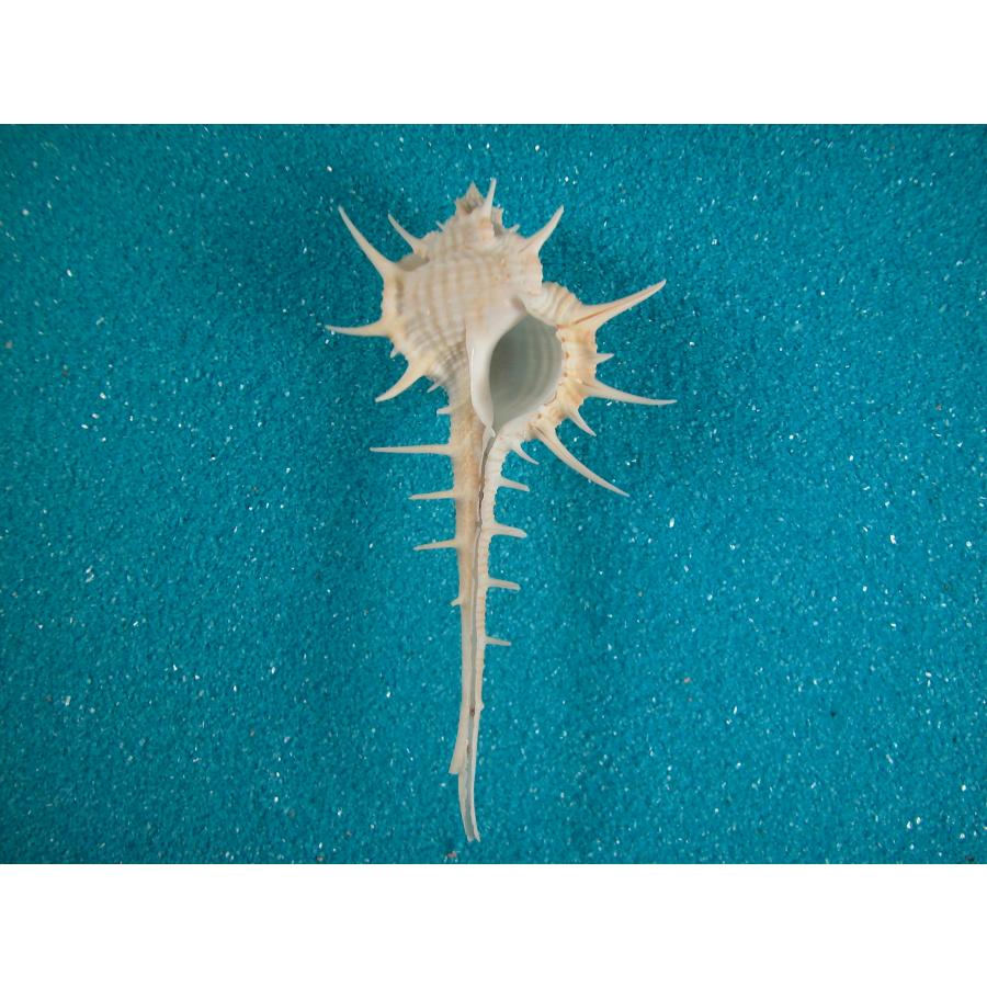 貝殻標本　アクキガイ アクキガイ : 貝殻ストア - 通販 - Yahoo!ショッピング