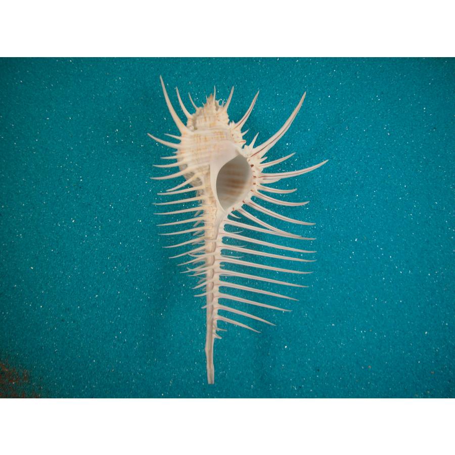 貝殻標本　ホネガイ ホネガイ : 貝殻ストア - 通販 - Yahoo!ショッピング