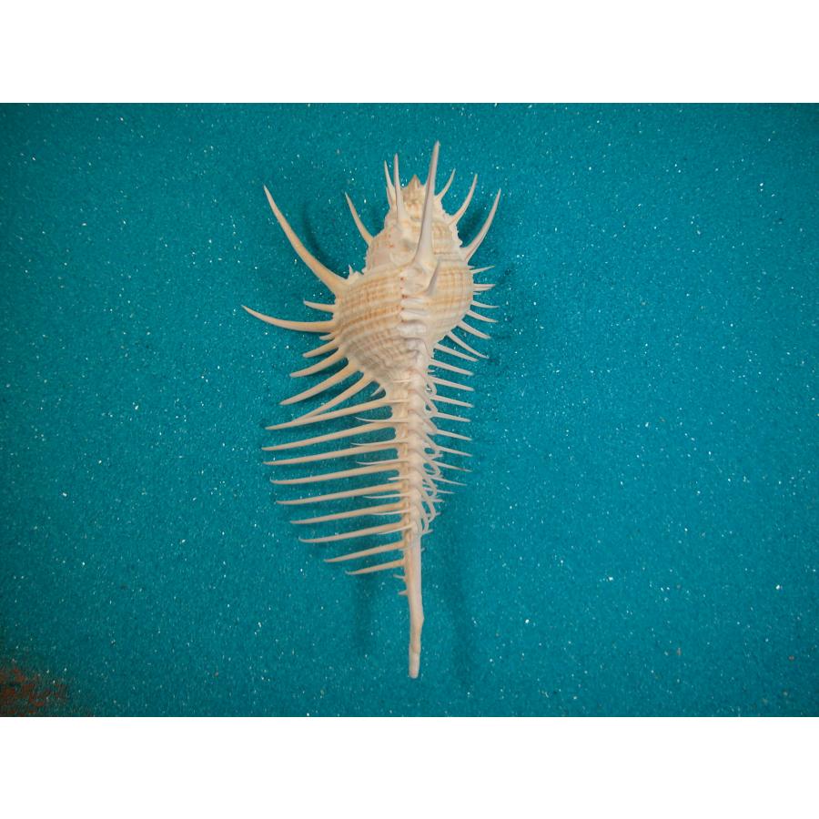 貝コレクション3 ホネガイ ホネガイ : 貝殻ストア - 通販 - Yahoo!ショッピング