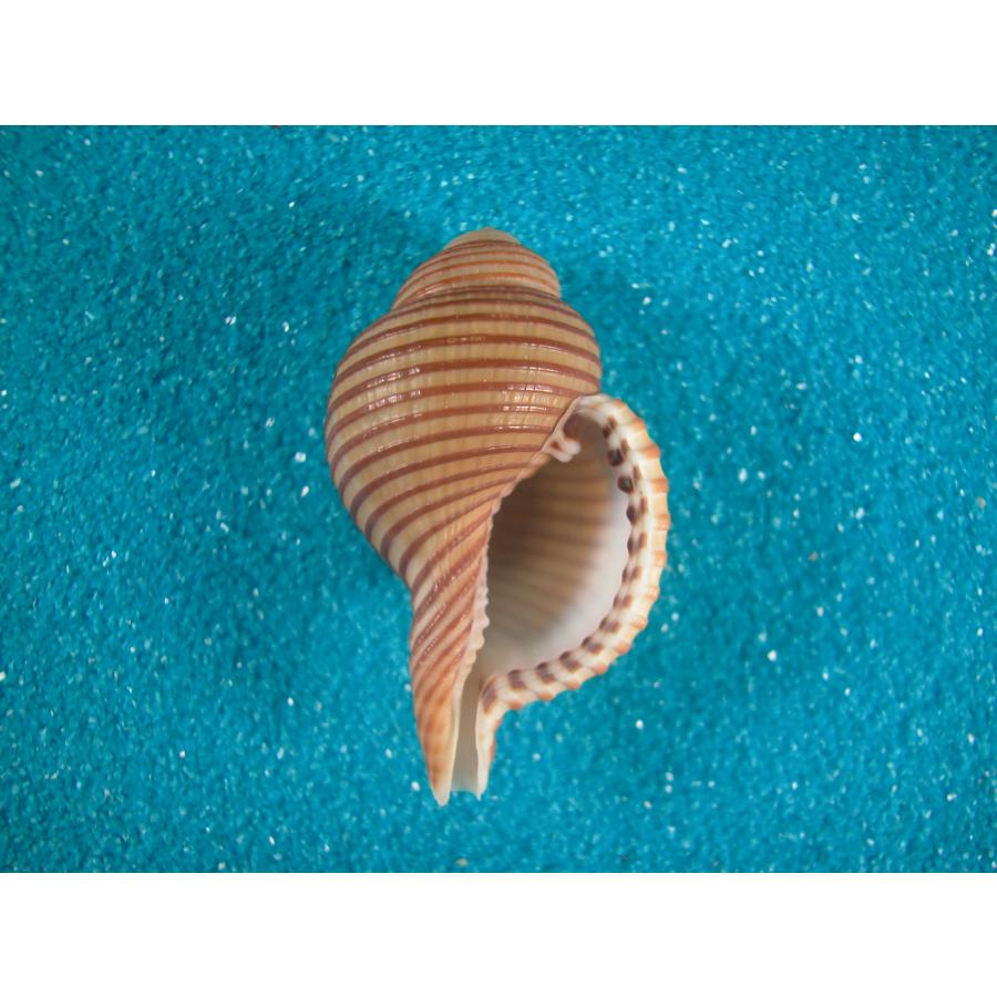 超特大)チマキボラ 貝殻 標本 110mm クダマキガイ科 超特大)チマキボラ