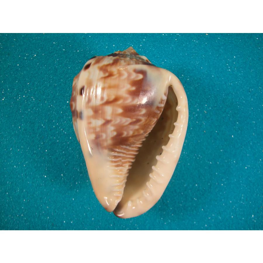 ホノオノトウカムリガイ : 貝殻ストア - 通販 - Yahoo!ショッピング