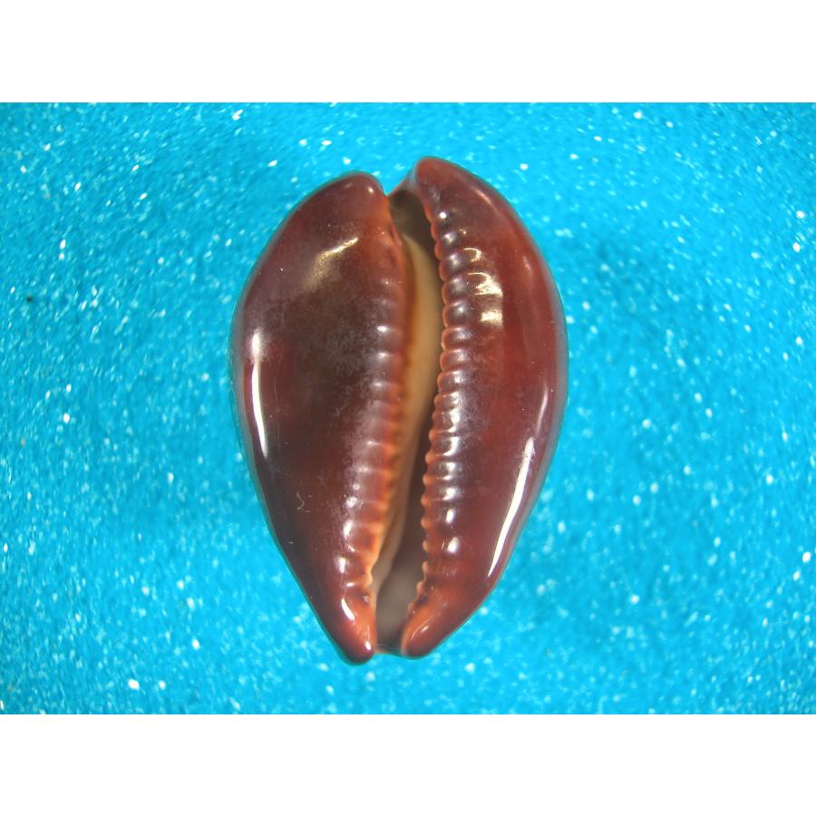 ベッコウダカラ 貝殻 標本 ベッコウダカラ : 貝殻ストア - 通販