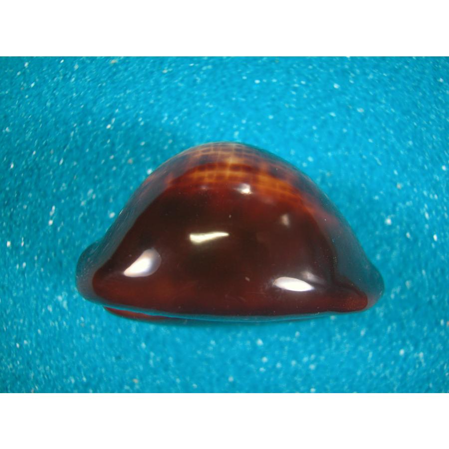 ベッコウダカラ 貝殻 標本 ベッコウダカラ : 貝殻ストア - 通販