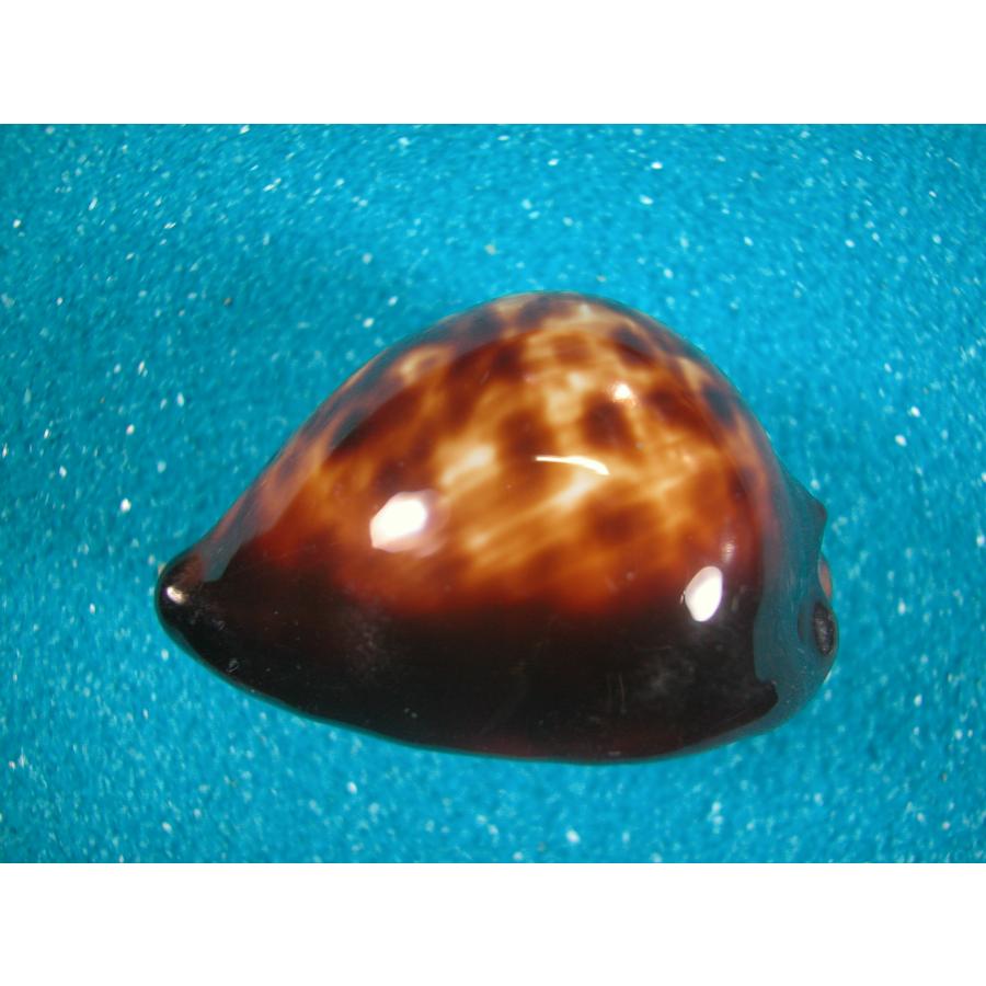 ベッコウダカラ 貝殻 標本 ベッコウダカラ : 貝殻ストア - 通販