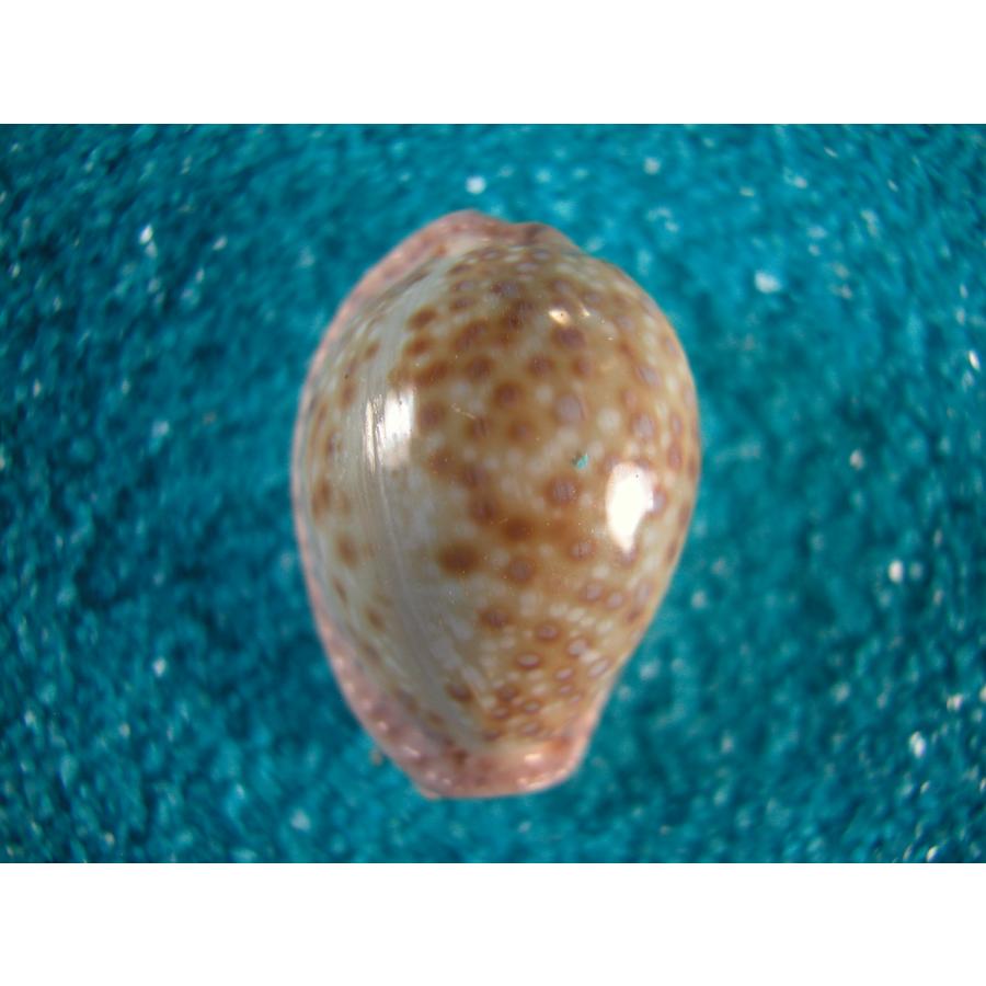 ナガクロガネダカラ【貝殻・タカラガイ】 クロガネダカラ : 貝殻ストア