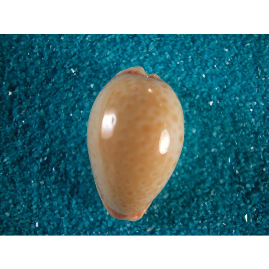 タカラガイ、貝殻、スルスミダカラ クスミダカラ : 貝殻ストア - 通販 - Yahoo!ショッピング