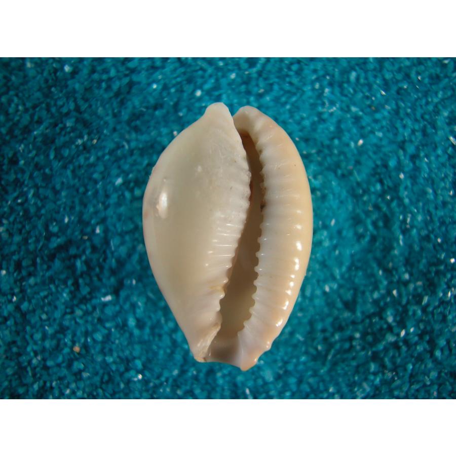 クスミダカラ : 貝殻ストア - 通販 - Yahoo!ショッピング