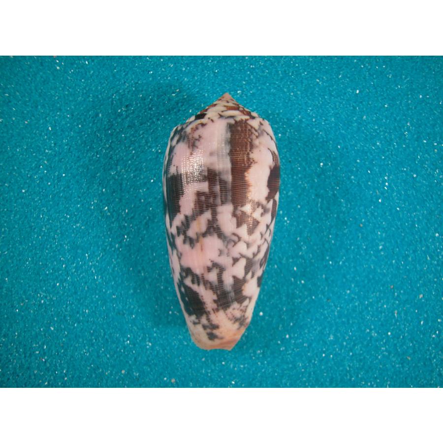 ニシキミナシ : 貝殻ストア - 通販 - Yahoo!ショッピング