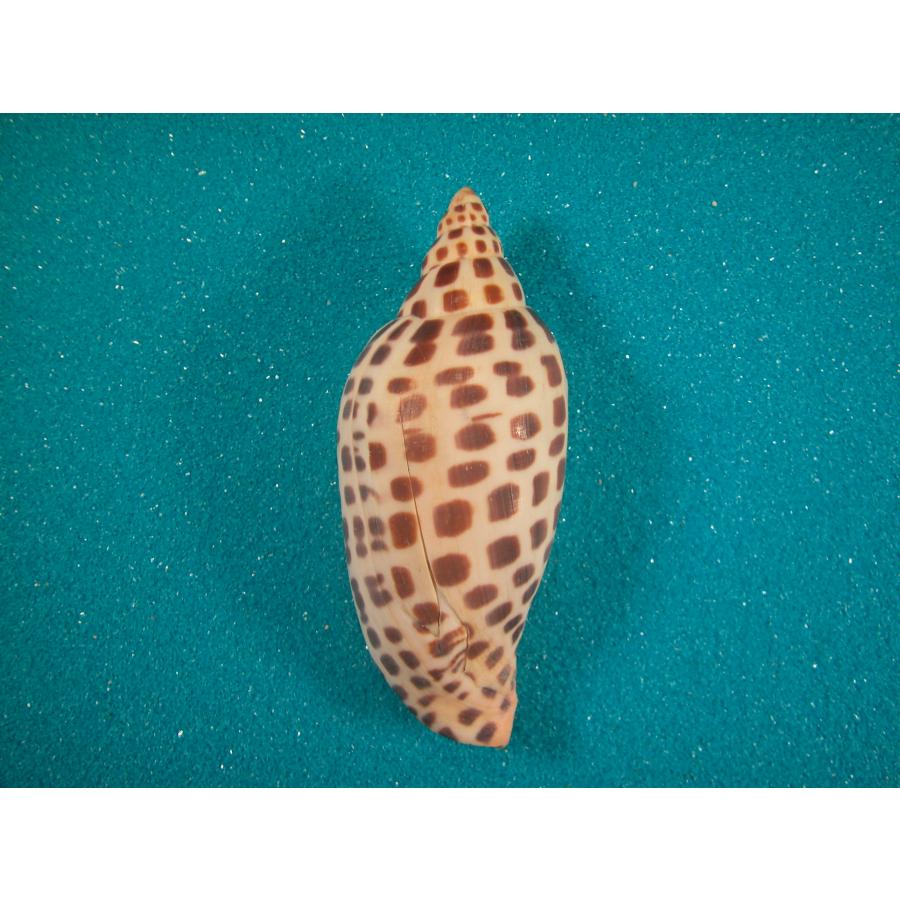 リュウグウウボラ : 貝殻ストア - 通販 - Yahoo!ショッピング