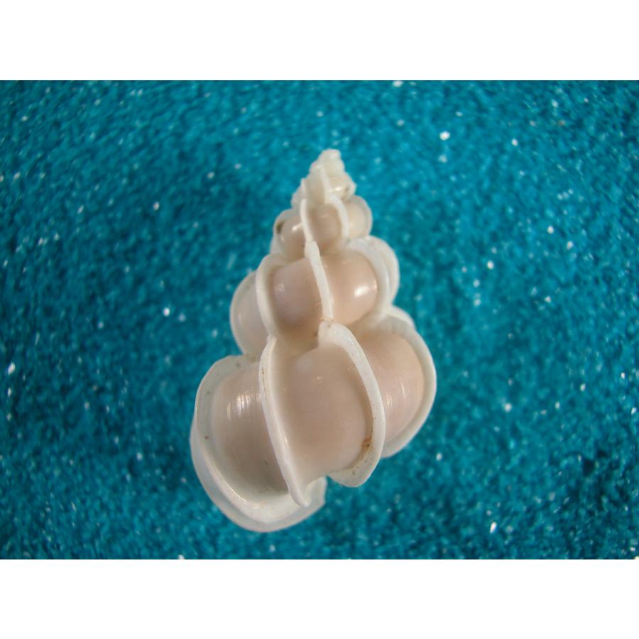 5個セット　美品　オオイトカケ（イトカケガイ科） 16600->12000円 オオイトカケガイ : 貝殻ストア - 通販 - Yahoo!ショッピング