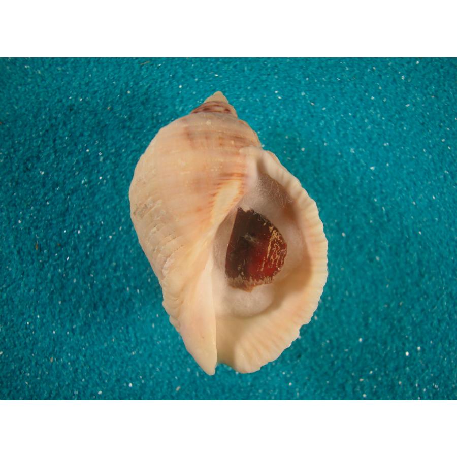 ワダチレイシガイ : 貝殻ストア - 通販 - Yahoo!ショッピング