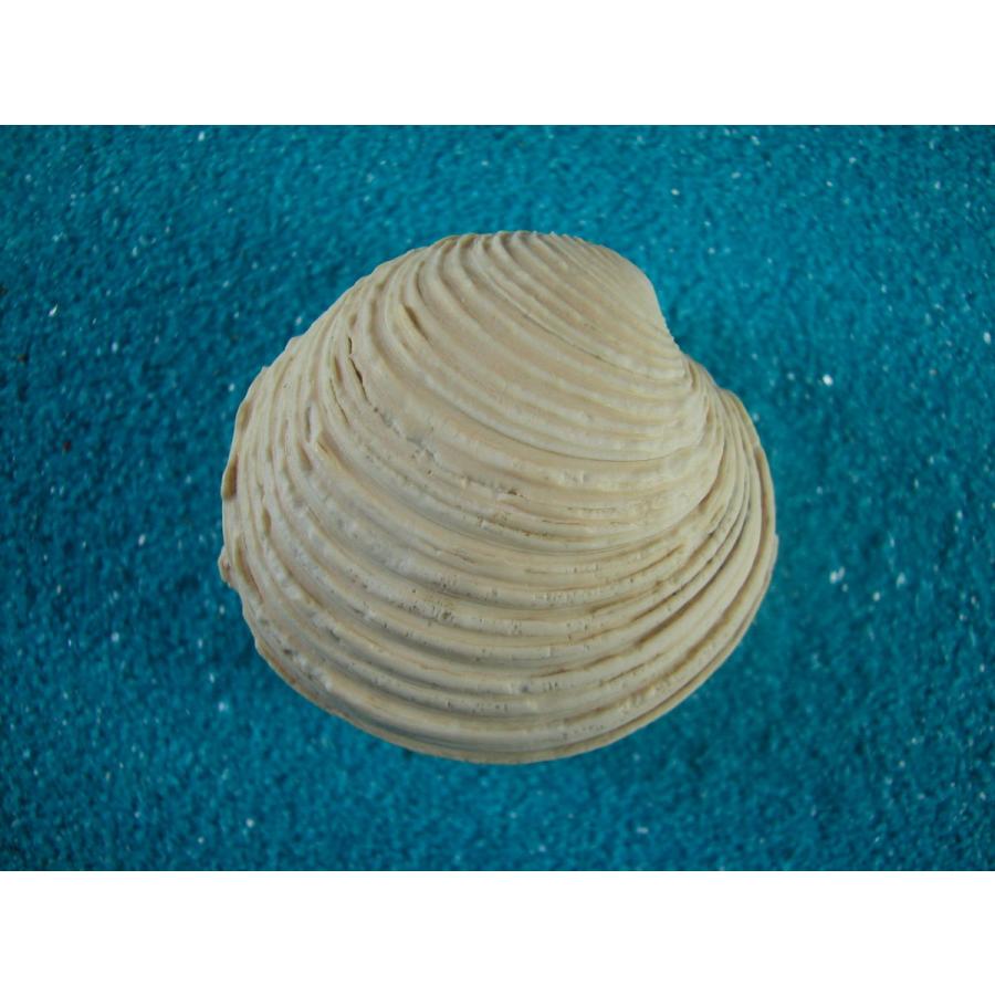 カブトノシコロガイ : 貝殻ストア - 通販 - Yahoo!ショッピング