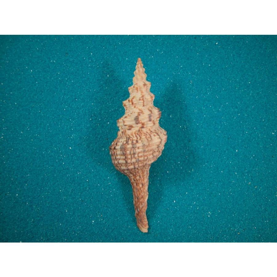 チトセボラ : 貝殻ストア - 通販 - Yahoo!ショッピング