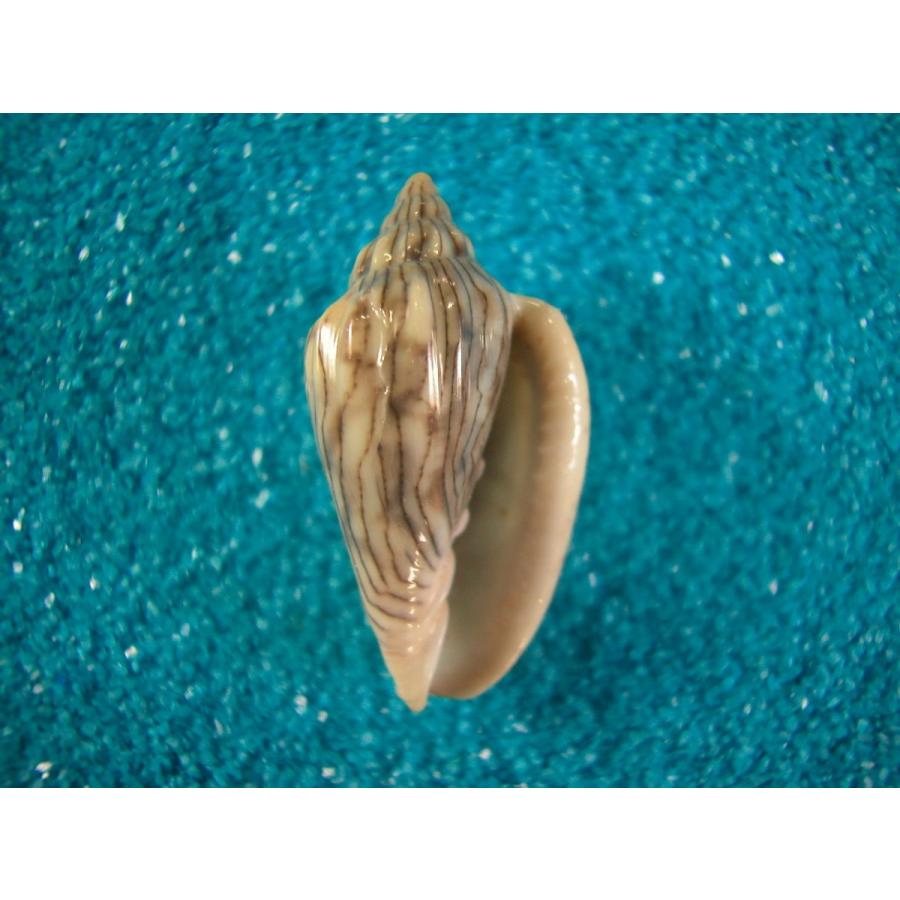 ハルサメヘリトリガイ D8181 貝殻ストア 通販 Yahoo ショッピング