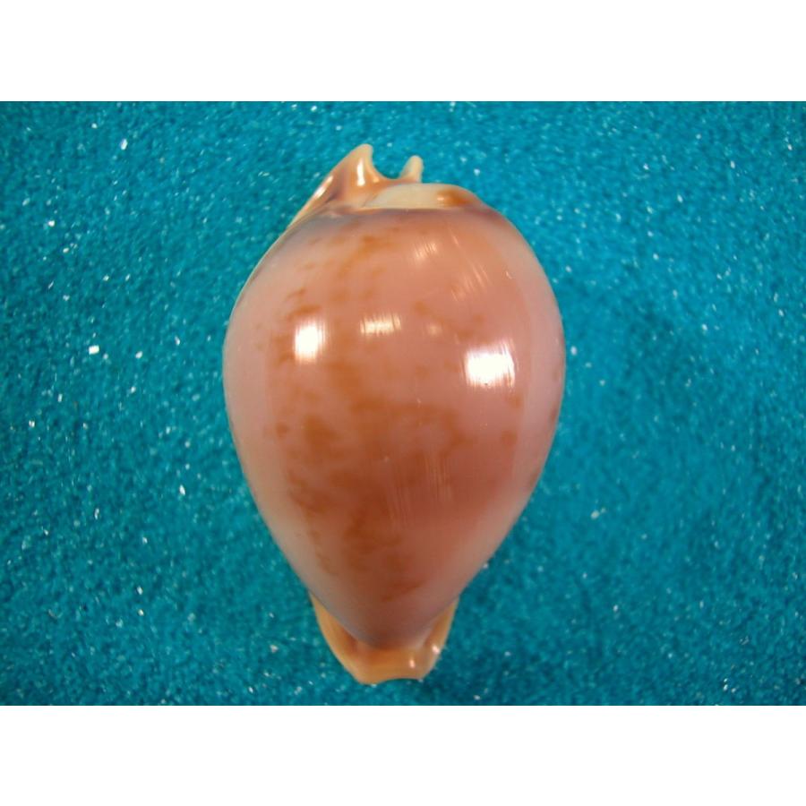 テラマチダカラ : 貝殻ストア - 通販 - Yahoo!ショッピング テラマチダカラ : 貝殻ストア - 通販 - Yahoo!ショッピング